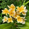 Plumeria HEIDI GOLD SEEDS