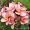 Plumeria IRMA 7