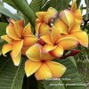 Plumeria plant IRRAWADEE YELLOW