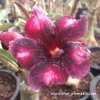 Adenium JAO KHUN plant