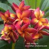 Plumeria cutting JEAN MORAGNE