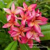 Jean Moragne Plumeria