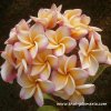 Plumeria plant JEEB NAM RUM