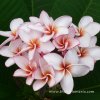 Plumeria JEEPETCH cutting