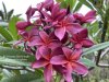 Plumeria seeds JN DYNASTY RED-PURPLE