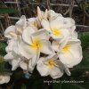 Plumeria KANJANAPON WHITE plant