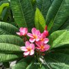 Variegated Plumeria KAWARW plant