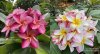 Plumeria 50 seeds #4 Free shipping