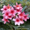 Plumeria KIMBERLY ROSE plant