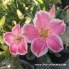 Adenium KITTY plant