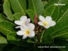 Dwarf Plumeria