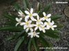 Dwarf Plumeria