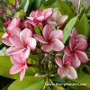 Plumeria plant KLET KAEW