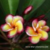 Plumeria plant KRIT'S DELIGHT