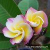 Plumeria plant KULAB KAEW
