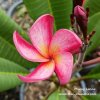 Plumeria MUANG LANNA plant