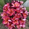 Plumeria LAVA BLOOM SEEDS