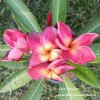 Plumeria LERT PAISARN SEEDS