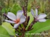 Plumeria LILAC CLOUDS plant