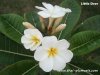 Dwarf Plumeria