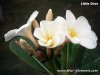 Dwarf Plumeria
