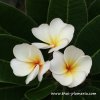 Dwarf Plumeria LITTLE HAMSTER plant