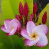Variegated Plumeria LUCKY GOLD plant
