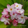 Variegated Plumeria LUCKY GOLD