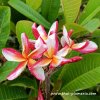 Plumeria plant MADAME RAINBOW