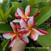 Plumeria MADAME RAINBOW