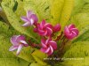 Variegated Plumeria MAYA plant