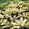 Variegated Plumeria MAYA plant