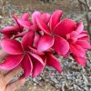 Metallic Pink