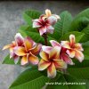 Plumeria MEYA plant