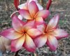 Plumeria seeds MISS LINDA