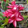 Miss Nonthaburi plumeria