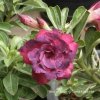 Adenium MONGKOL VIOLET plant