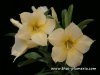 Adenium MOONLIGHT plant