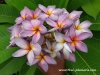 Plumeria MUANG MONTRA plant