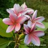 Plumeria MUANG PRAKAIRUNG
