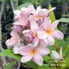 Muang Puang plumeria