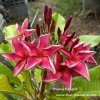 Plumeria MUANG RANGSIT plant