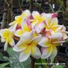 Plumeria NAKARAJ