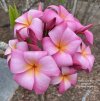 Plumeria seeds NA RUE ORN PINK