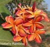 Plumeria seeds NEBEL'S RAINBOW