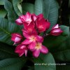 Plumeria NGAM PROM