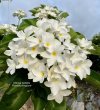 Plumeria seeds OBTUSA ISABELLA