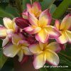 Plumeria SHEER BEAUTY