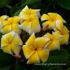 Plumeria P8 plant