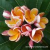 Plumeria PARAMINO